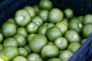 Tomatillos - part of CROps add ons